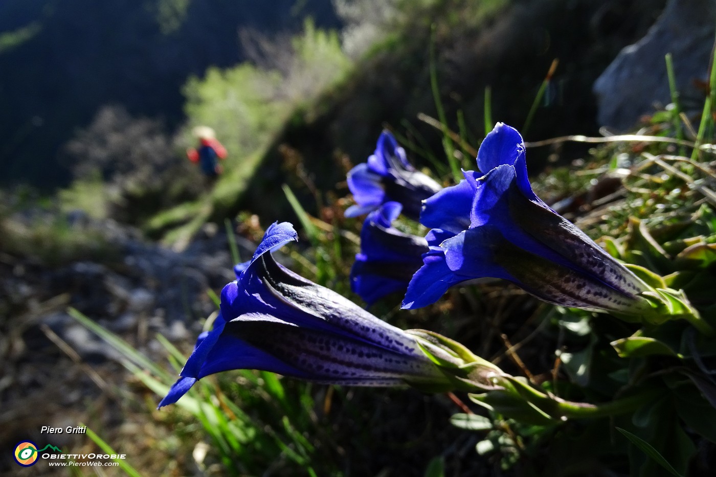 93 Genziana di Clusius (Gentiana Clusii).JPG